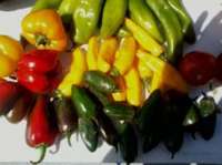 Colored_peppers